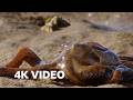 12 Incredible Hunting Scenes 4K UHD BBC Earth