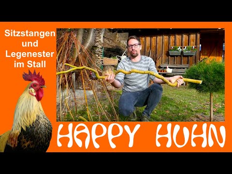 E130 Perches and nests in the chicken coop - HAPPY CHICKEN - The chicken garden is being built PA...