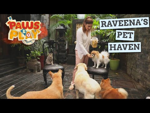 PAWS & PLAY: Raveena Tandon | Injured Animals | Rescue & Recovery