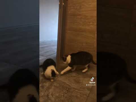Cats play time recorded  : Vishnu & Cori makes it fun everymoment