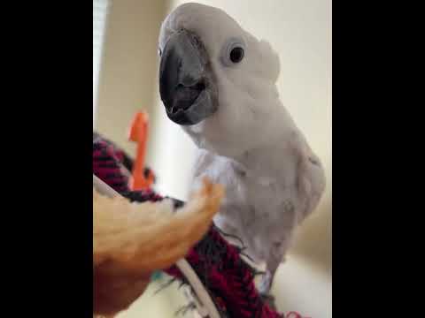 How do I eat croissant