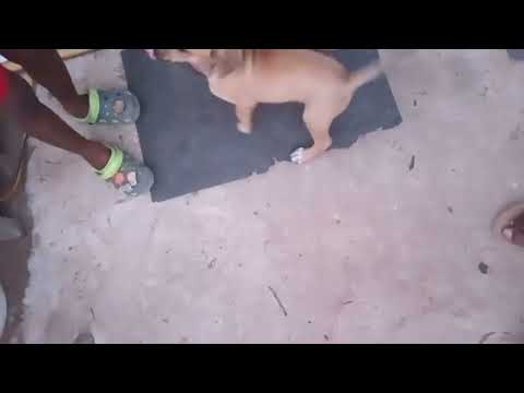 Coco & Sharla🦮🐕‍🦺