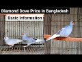 Diamond Dove Price in 2022 and Basic Information