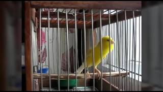 Download lagu Kenari Rusia mp3 Download lagu Kenari Rusia mp3