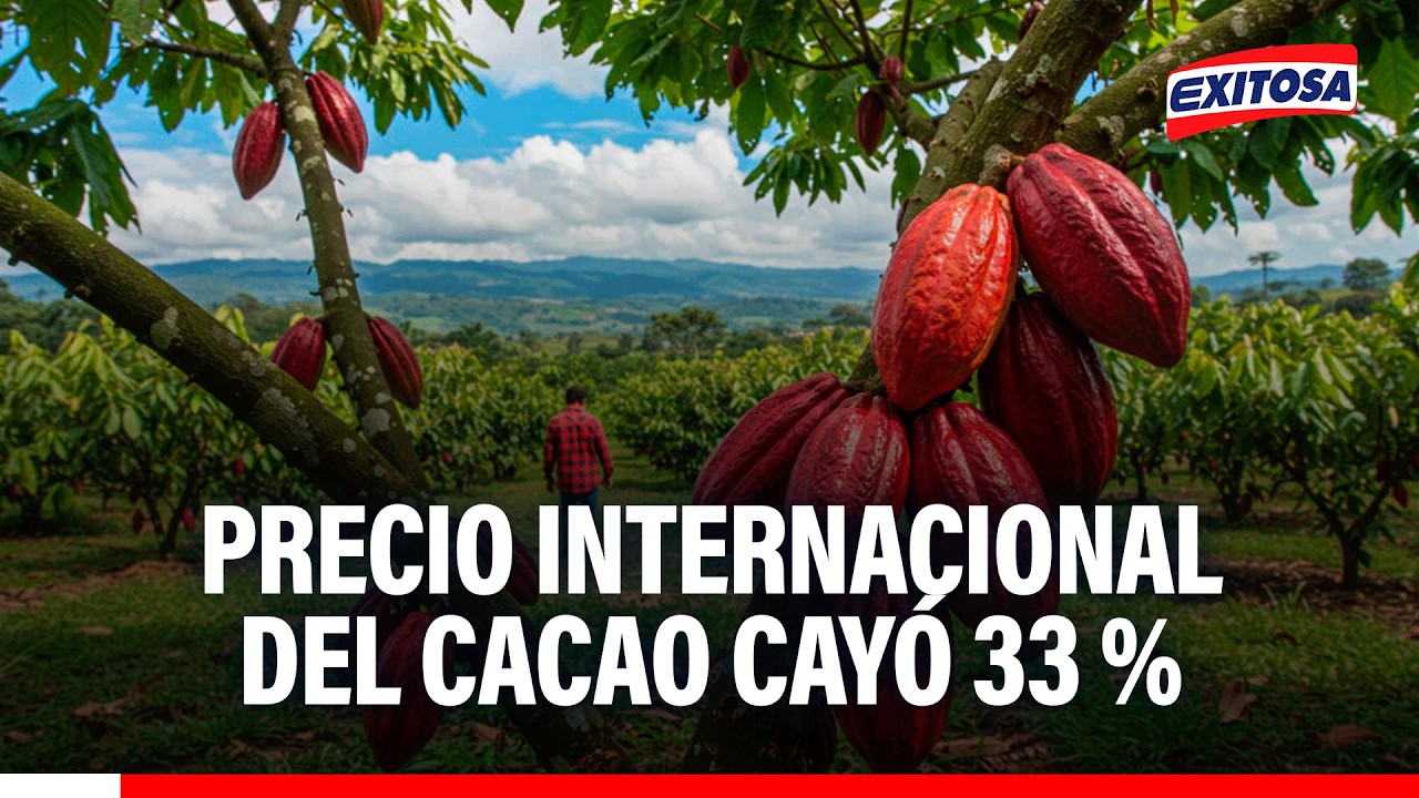 🔴🔵 El precio internacional del cacao ha caído 33 % y el precio de los chocolates ha subido 17.5 %