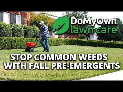 Stop Common Weeds with Fall Pre-Emergent Herbicides Video 
