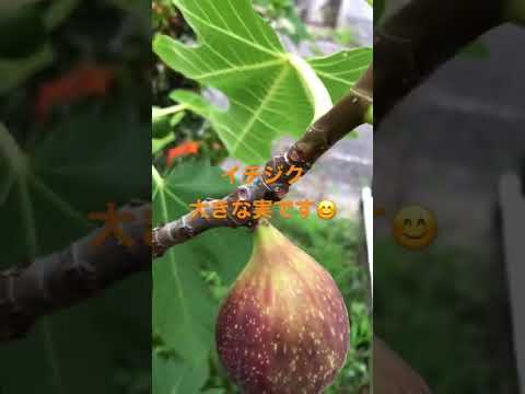 大きな実のプファッフェンヒュッヒェン 植物