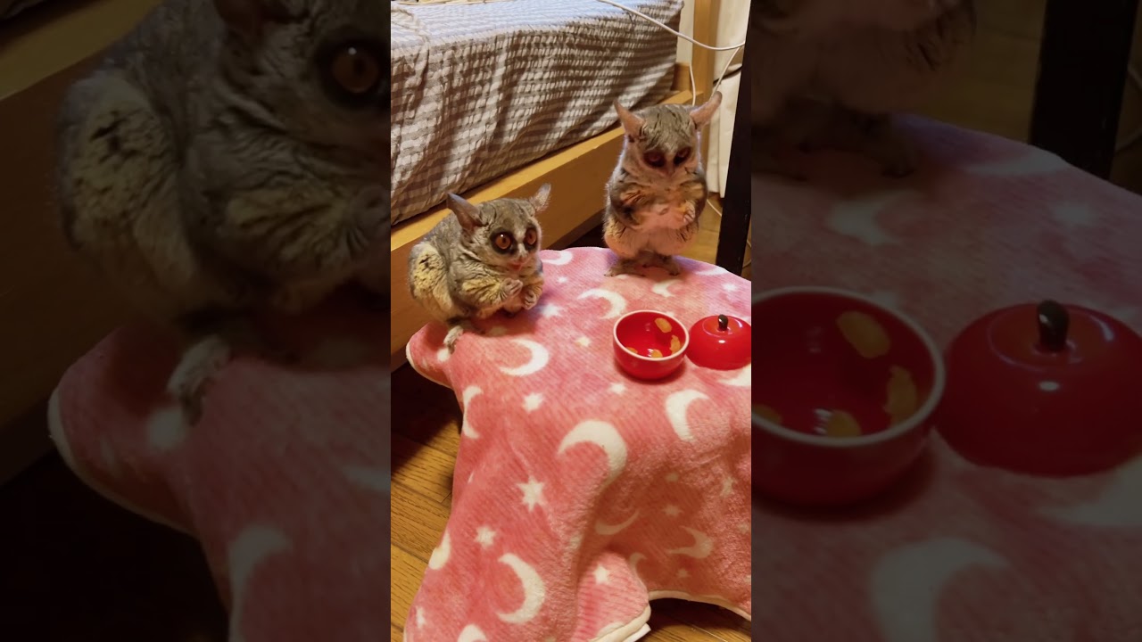 Good morning, happy breakfast time😆🐒🐒💕 #adorable #cuties #favorite #snacks #galago_plum