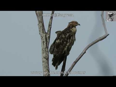 Compilation Migratory ORIENTAL HONEY BUZZARD, Singapore
