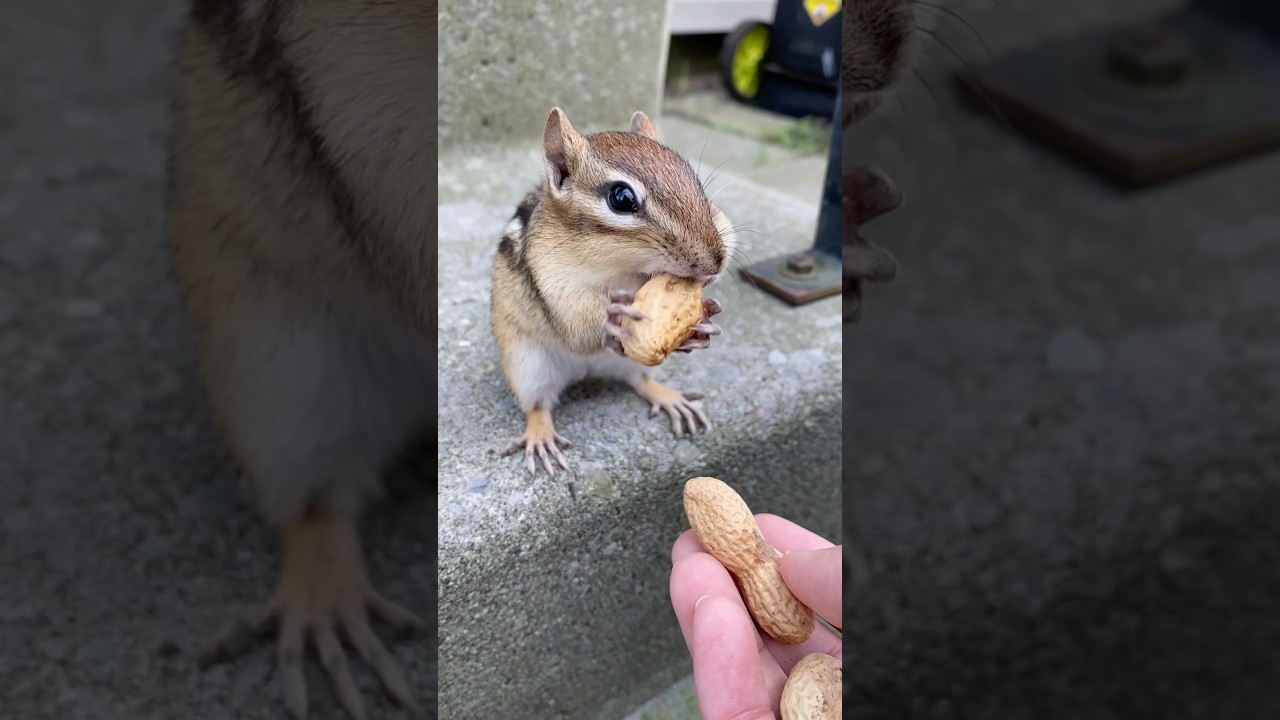 Snack time🥜#chipmunk #シマリス #cuteanimals #かわいい動物 #squirrel #リス