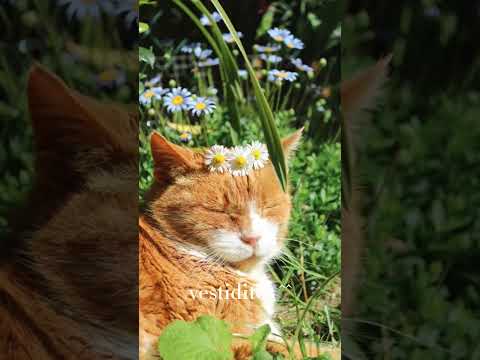 💗 en mi mundo 🤧👍💗#apoyo #gatitos #gatos #alicia #holaa