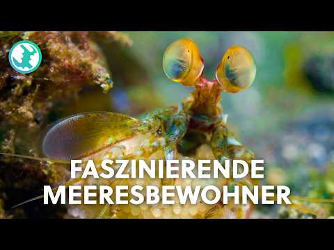 XXL-Doku: Die außergewöhnlichsten Tiere am Meeresboden