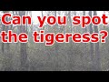 Hidden Tiger. The Tiger hides beside the road. Great camouflaged tigress. Spot the tiger.
