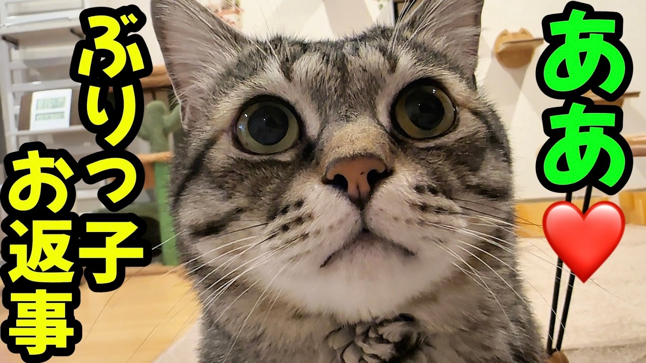 【お返事猫‼️】「ああ❤️」帰宅後長男に超ぶりっ子🤣💕ピノ