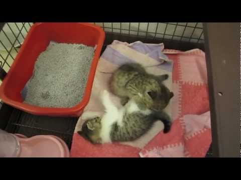 Cotton and Tiara - Play-wrestling