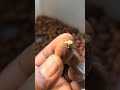 A Simplified Method Of Germinating Bitter Kola Seeds