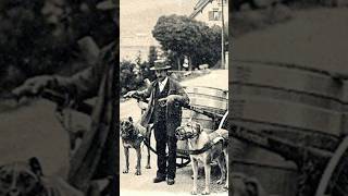 Fünf Hunde, die nicht mehr existieren!🐕(Teil 2) #hunde #hundeliebe #hundevideos #tiere #tierliebe