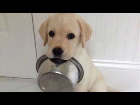 Baby Puppy Wallpaper Video