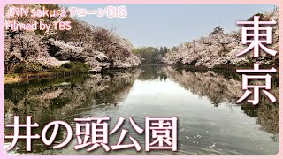 井の頭恩賜公園　日本さくら名所100選