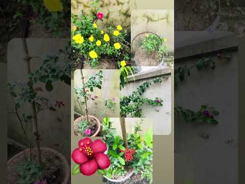 📸 Arifa Sultana #flowers