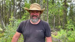 Alaska Homestead Life - Move pigs without tears | Dealing with yellow jackets AKA Big Buzzy Biters