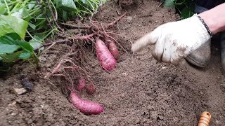 고구마 심은지 81일째 후기관리 잘하면 더 많이 수확 할수 있습니다 (81일째 된것을 캐보았습니다.)