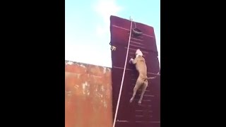 INCREDIBLE pitbull climbs 30 foot wall