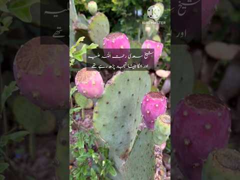 Sheikh saadi ka waqia || #viralvideo #shorts #shortvideo   Hazrat sheikh saadi rahmatullah alayh