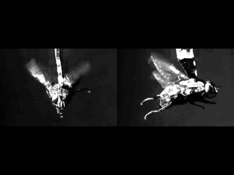 Fly under high-speed camera @ 1500 fps