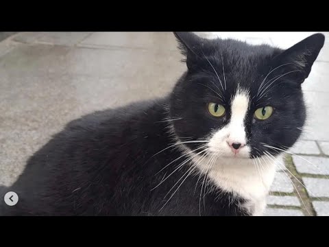 ‘Kim Kardashian of the Cat World’: Gacek Draws Tourists to Polish City