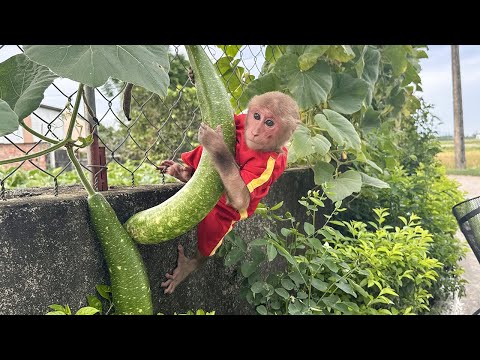 Bibi helps Dad harvest gourds and cook!