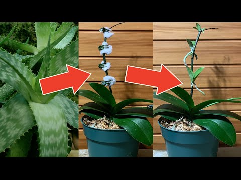 Orchids Propagation. Baby Orchids Growth Stimulation. How It’s Done!