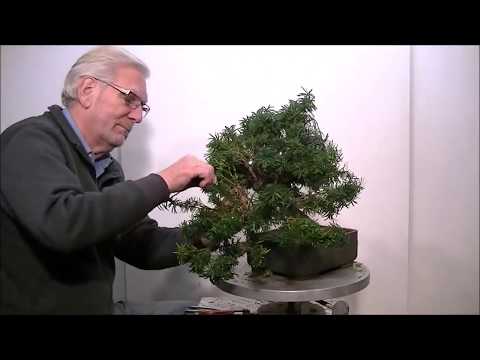 download lagu mp3 mp4 Taxus Cuspidata Fastigiata, download lagu Taxus Cuspidata Fastigiata gratis, unduh video klip Taxus Cuspidata Fastigiata