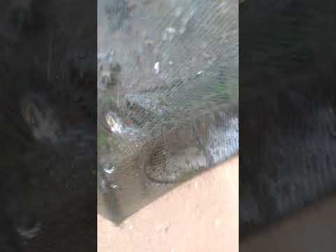 gak nyangka dapat ikan legend di sungai samping rumah