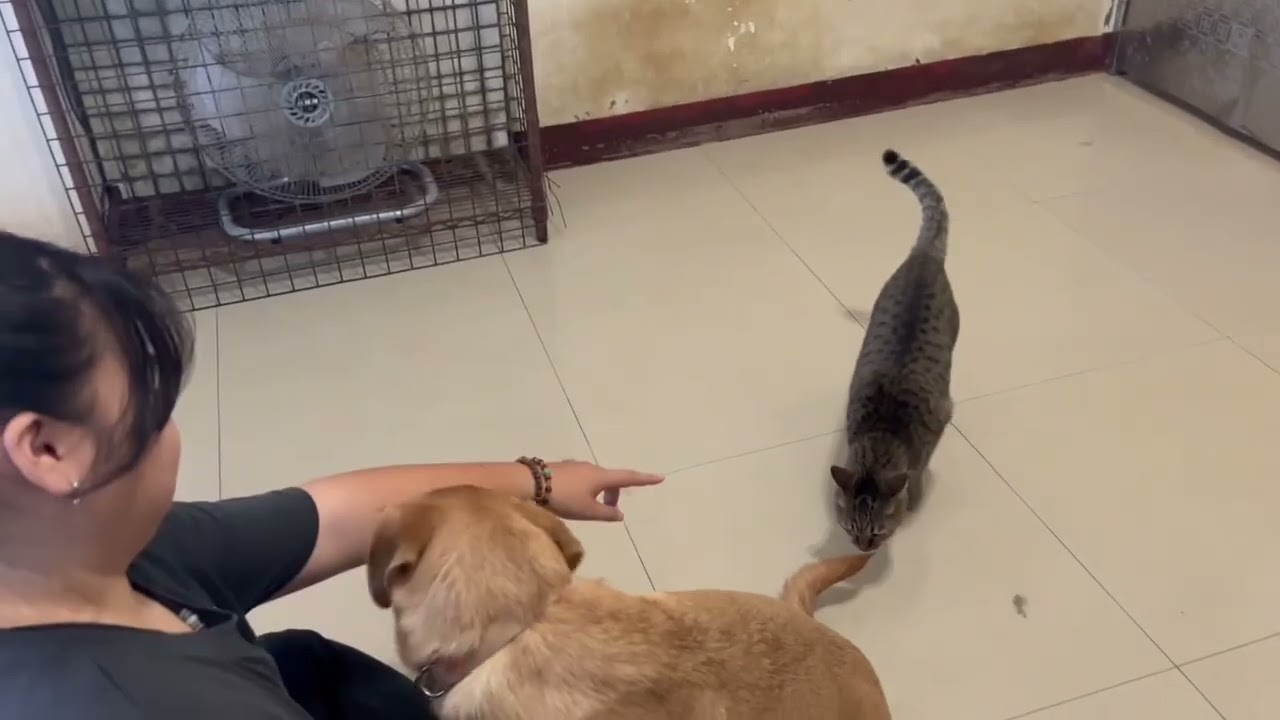 Kimmie, a ADOPTABLE mixed breed in San Mateo, CA video 6/6