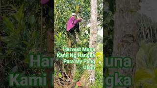 Download lagu Nag Harvest Kami Ng Nangka Para May Pang Ulam #HarvestingJackfruit mp3 Download lagu Nag Harvest Kami Ng Nangka Para May Pang Ulam #HarvestingJackfruit mp3