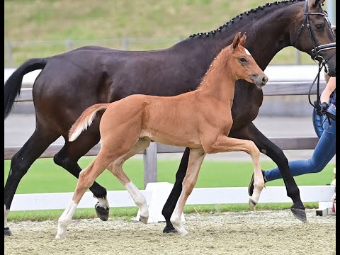 Viva Rossi *2021 by Vivaldos x Sergio Rossi