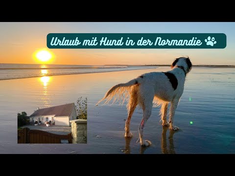 Urlaub mit Hund in der Normandie im Ferienhaus Seestern - nur 200m zum Meer - Urlaub in Frankreich