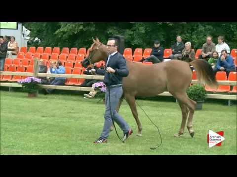 N.100 ARIA ALBAYDAA - Bruges 2016 - Yearling Fillies (Class 101A)