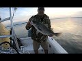 Lake Moultrie Stripers