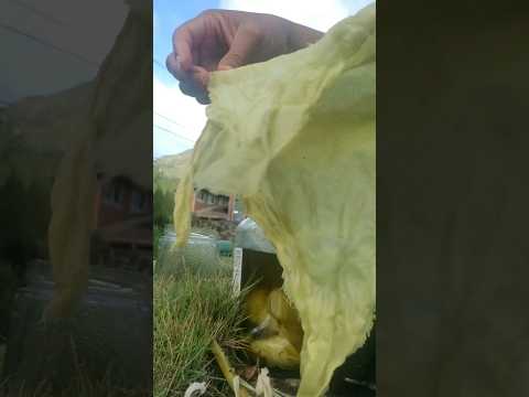 Natural Green Plant Dye On Linen Cloth