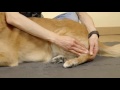 Osteoartritis en perros - Fisioterapia canina