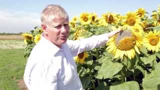 preview picture of video 'Choosing the Right Cover Crop for your Shoot'