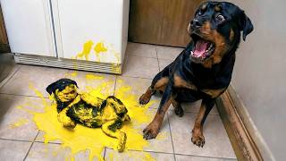 CACHORROS ENGRAÇADOS TENTANDO SER PAIS PELA PRIMEIRA VEZ