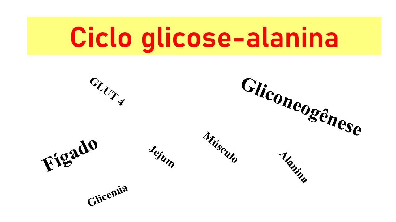 Gliconeogênese - Ciclo glicose-alanina: interação músculo-fígado