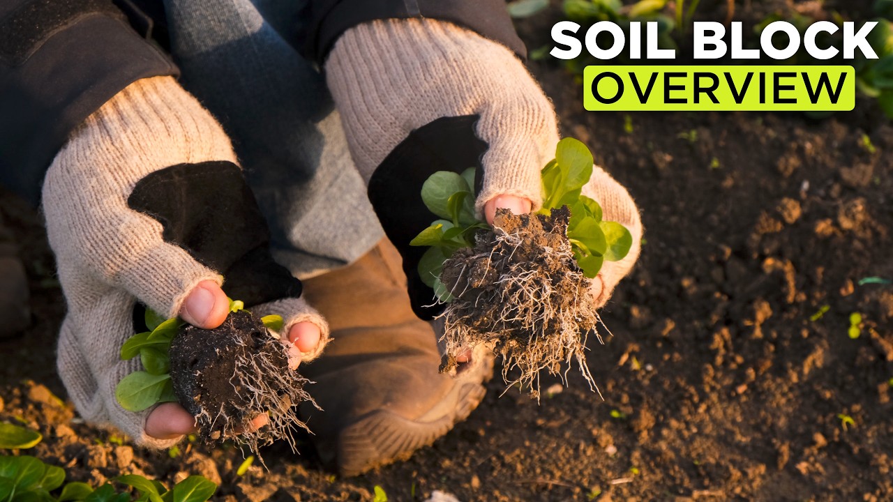 Soil Blocking Explained: What Is a Soil Block?