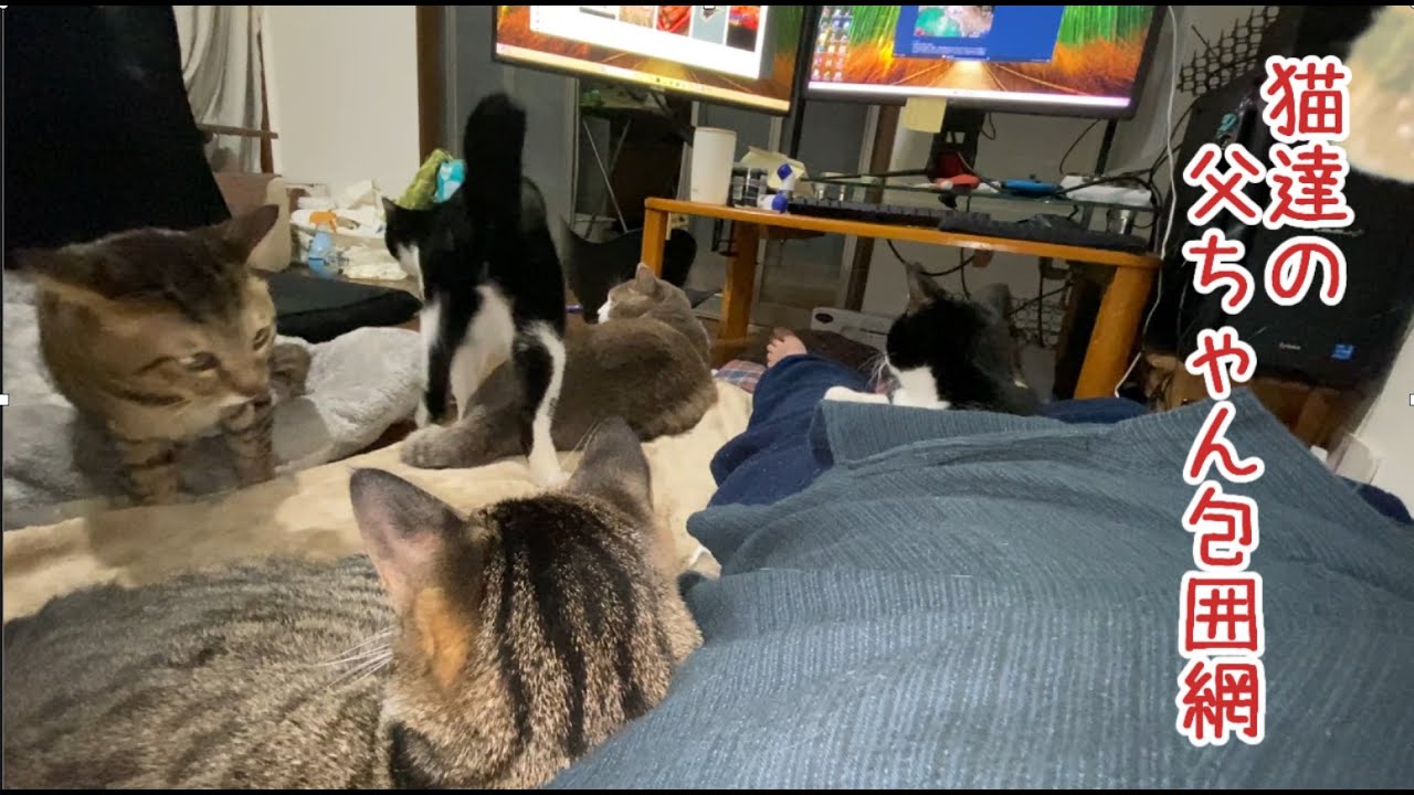 猫に囲まれて身動きが取れない父ちゃん