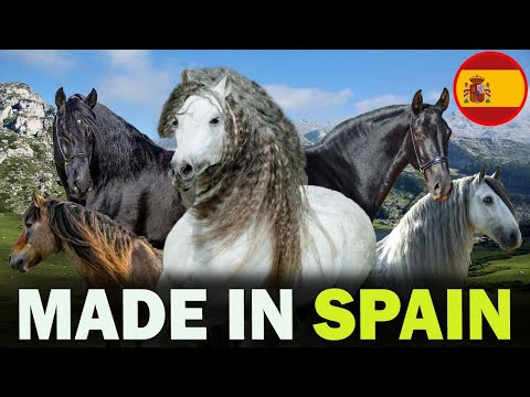 Alle 5 spanischen Pferderassen (inkl. 1 kürzlich entdeckte)