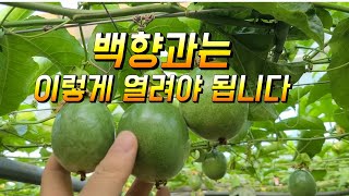 백향과열매가 주렁주렁 열린 모습