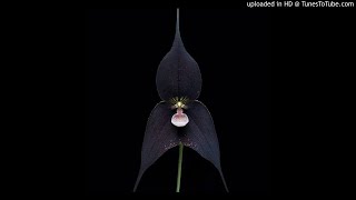 P.V.P. - Arvan
